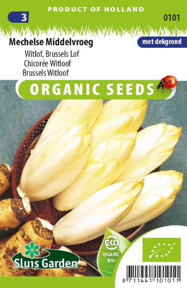 Chicory Witloof BIO (Cichorium) 250 seeds SL